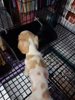 Buster, a male Miniature Dachshund for sale in Lawton, OK – 3 of 6