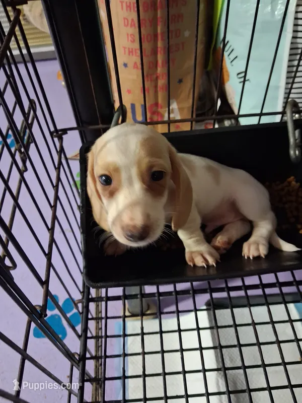 Pepper – Miniature Dachshund puppy for sale in Lawton, OK