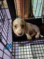 Pepper, a male Miniature Dachshund for sale in Lawton, OK – 1 of 5