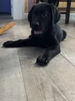Sunny, a female Labrador Retriever for sale in Lakeside Marblehead, OH – Photo 5 of 10
