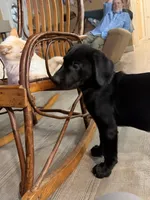 Sunny, a female Labrador Retriever for sale in Lakeside Marblehead, OH – Photo 10 of 10