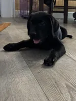 Sunny, a female Labrador Retriever for sale in Lakeside Marblehead, OH – Photo 6 of 10