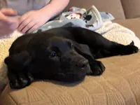 Sunny, a female Labrador Retriever for sale in Lakeside Marblehead, OH – Photo 8 of 10