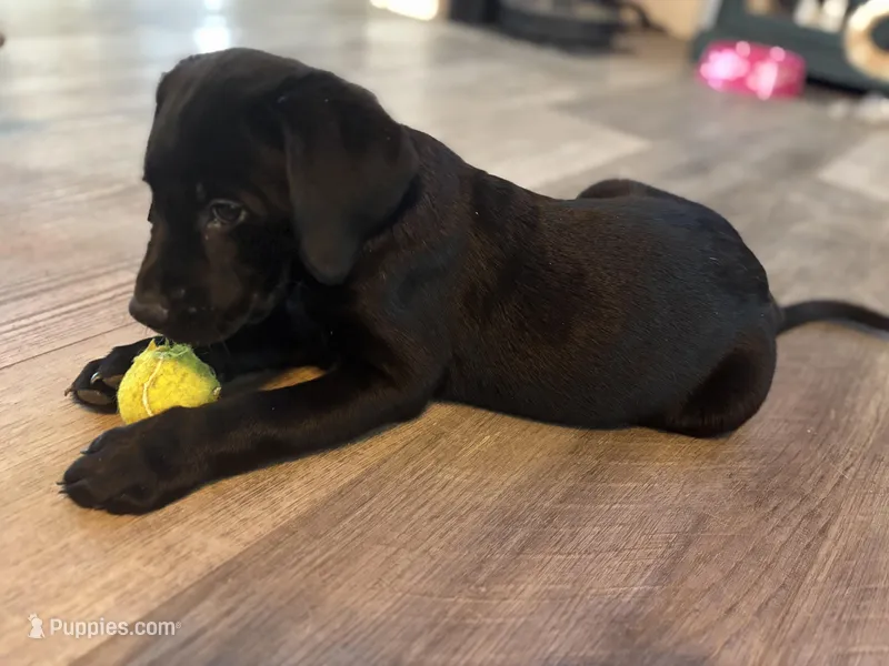 Sunny – Labrador Retriever puppy for sale in Lakeside Marblehead, OH