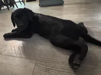 Buck, a male Labrador Retriever for sale in Lakeside Marblehead, OH – Photo 2 of 10