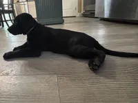 Buck, a male Labrador Retriever for sale in Lakeside Marblehead, OH – Photo 7 of 10