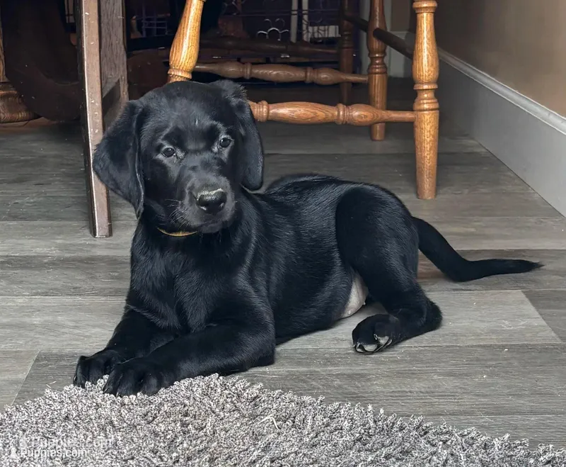 Buck – Labrador Retriever puppy for sale in Lakeside Marblehead, OH