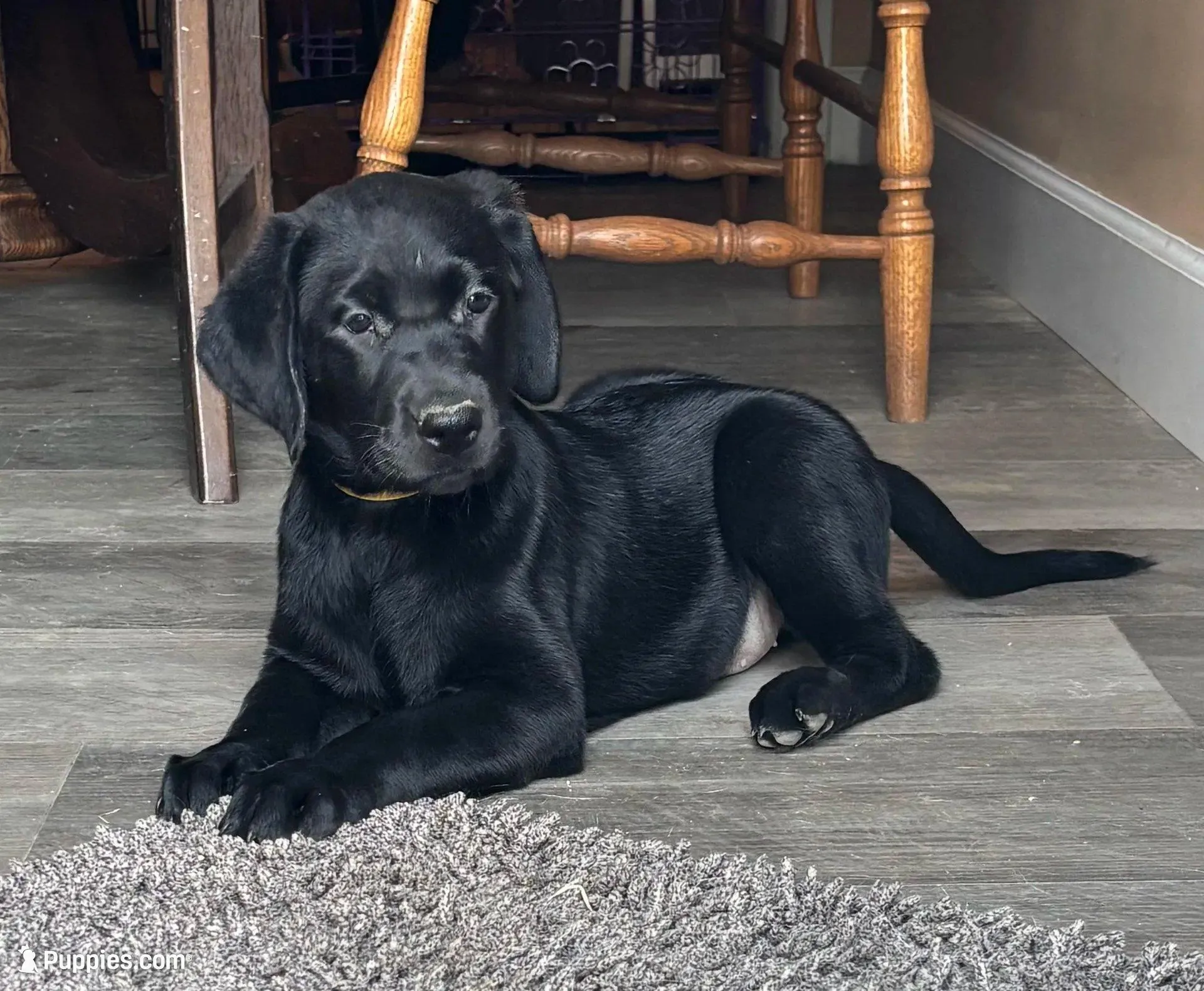 Buck, a male Labrador Retriever for sale in Lakeside Marblehead, OH – Photo 1 of 10
