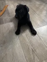 Buck, a male Labrador Retriever for sale in Lakeside Marblehead, OH – Photo 10 of 10