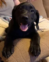 Clover, a female Labrador Retriever for sale in Lakeside Marblehead, OH – Photo 8 of 10
