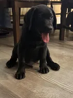 Clover, a female Labrador Retriever for sale in Lakeside Marblehead, OH – Photo 1 of 10