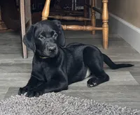 Bambi, a female Labrador Retriever for sale in Lakeside Marblehead, OH – Photo 4 of 10