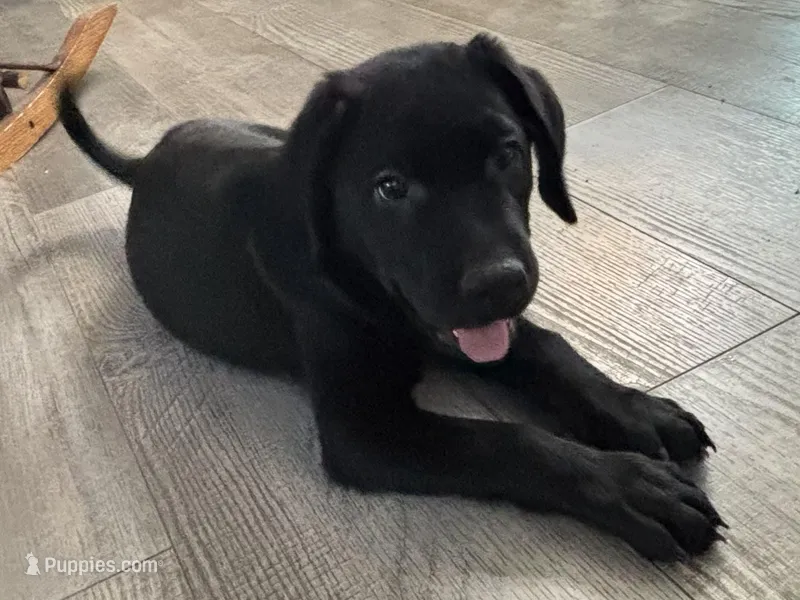 Bambi – Labrador Retriever puppy for sale in Lakeside Marblehead, OH