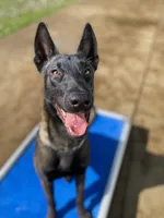 MALE (#4), a male Belgian Malinois for sale in Batesville, IN – Photo 7 of 9