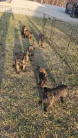 MALE (#4), a male Belgian Malinois for sale in Batesville, IN – Photo 2 of 9