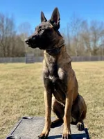 MALE (#4), a male Belgian Malinois for sale in Batesville, IN – Photo 3 of 9
