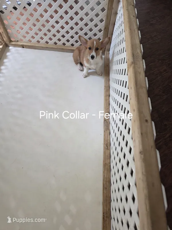 Pink/Blk Collar – Pembroke Welsh Corgi puppy for sale in O'Brien, FL