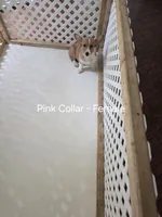 Pink/Blk Collar, a female Pembroke Welsh Corgi for sale in O'Brien, FL – 1 of 3