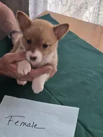 Red Collar , a female Pembroke Welsh Corgi for sale in O'Brien, FL – 2 of 3