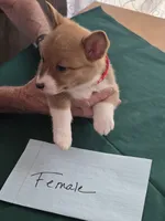 Red Collar , a female Pembroke Welsh Corgi for sale in O'Brien, FL – 3 of 3