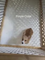 Purple Collar , a female Pembroke Welsh Corgi for sale in O'Brien, FL – 3 of 3