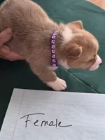 Purple Collar, a female Pembroke Welsh Corgi for sale in O'Brien, FL – 2 of 3