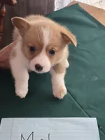 Black Collar, a male Pembroke Welsh Corgi for sale in O'Brien, FL – 2 of 3