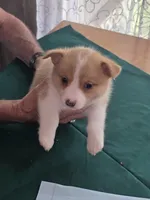Yellow Collar, a female Pembroke Welsh Corgi for sale in O'Brien, FL – 3 of 3
