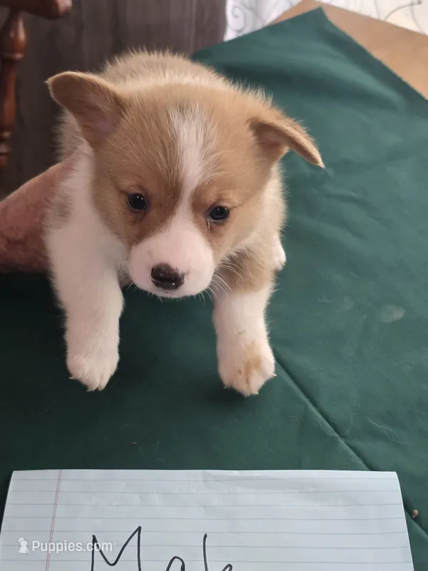 Black Collar – Pembroke Welsh Corgi puppy for sale in O'Brien, FL