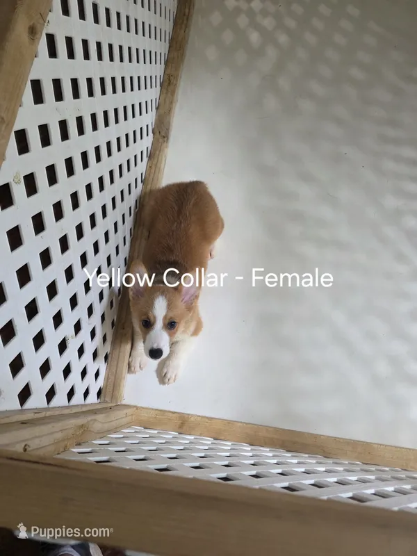 Yellow Collar – Pembroke Welsh Corgi puppy for sale in O'Brien, FL