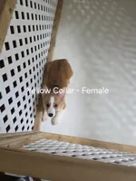 Yellow Collar, a female Pembroke Welsh Corgi for sale in O'Brien, FL – 1 of 3