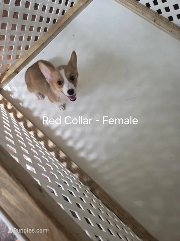 Red Collar  – Pembroke Welsh Corgi puppy for sale in O'Brien, FL