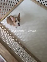 Red Collar , a female Pembroke Welsh Corgi for sale in O'Brien, FL – 1 of 3