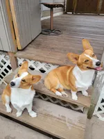 Red Collar , a female Pembroke Welsh Corgi for sale in O'Brien, FL – 4 of 4
