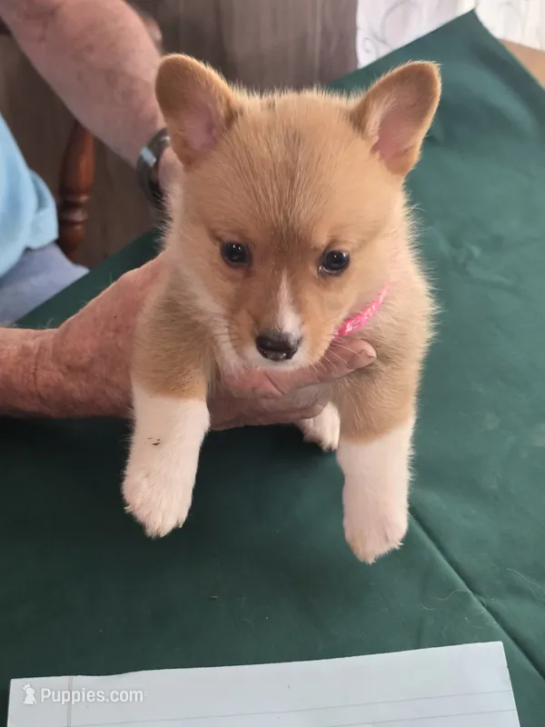 Pink Collar – Pembroke Welsh Corgi puppy for sale in O'Brien, FL