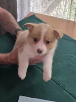 Yellow Collar, a female Pembroke Welsh Corgi for sale in O'Brien, FL – 2 of 3