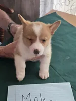 Blue Collar, a male Pembroke Welsh Corgi for sale in O'Brien, FL – 3 of 3