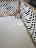 Pink/Blk Collar, a female Pembroke Welsh Corgi for sale in O'Brien, FL – 2 of 3