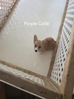 Purple Collar , a female Pembroke Welsh Corgi for sale in O'Brien, FL – 2 of 3