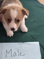Green Collar, a male Pembroke Welsh Corgi for sale in O'Brien, FL – 1 of 3