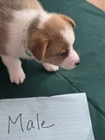 Green Collar, a male Pembroke Welsh Corgi for sale in O'Brien, FL – 2 of 3