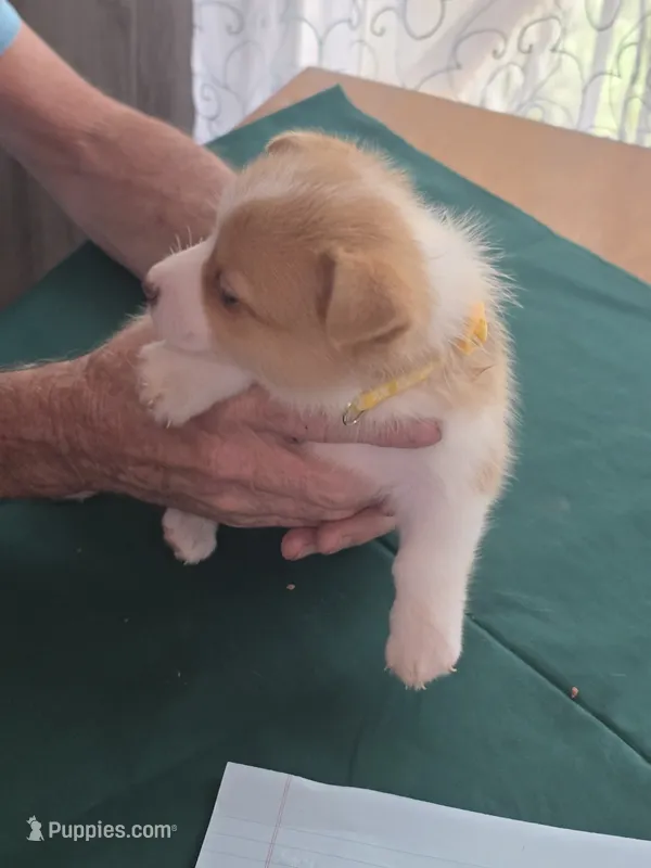 Yellow Collar – Pembroke Welsh Corgi puppy for sale in O'Brien, FL