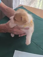 Yellow Collar, a female Pembroke Welsh Corgi for sale in O'Brien, FL – 1 of 3