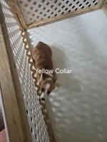 Yellow Collar, a female Pembroke Welsh Corgi for sale in O'Brien, FL – 2 of 3