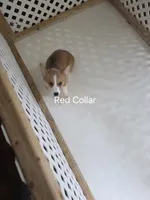 Red Collar , a female Pembroke Welsh Corgi for sale in O'Brien, FL – 2 of 3