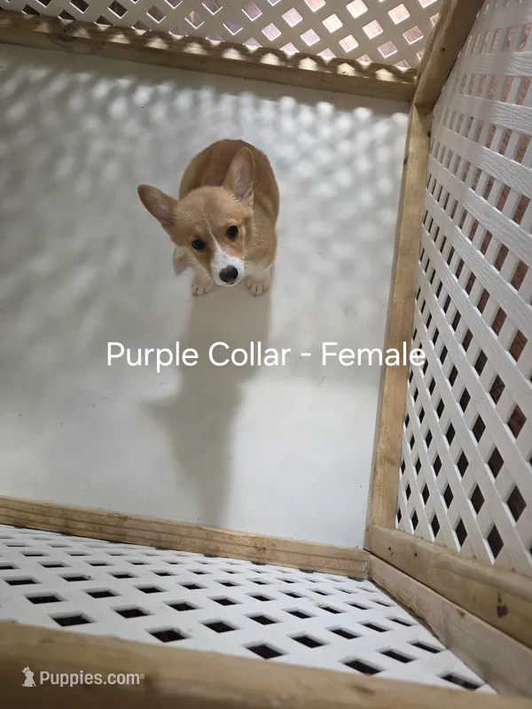 Purple Collar  – Pembroke Welsh Corgi puppy on hold in O'Brien, FL
