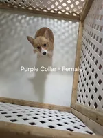 Purple Collar , a female Pembroke Welsh Corgi for sale in O'Brien, FL – 1 of 3