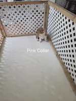 Pink/Blk Collar, a female Pembroke Welsh Corgi for sale in O'Brien, FL – 3 of 3