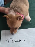 Pink Collar, a female Pembroke Welsh Corgi for sale in O'Brien, FL – 3 of 3