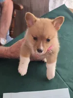 Pink Collar, a female Pembroke Welsh Corgi for sale in O'Brien, FL – 2 of 3